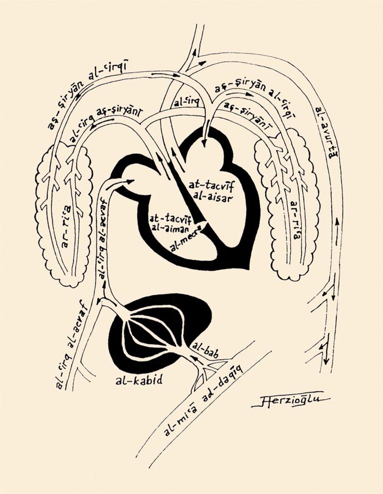 İbn Sînâ’ya göre kan dolaşımını gösteren çizim (A. Terzioğlu’ndan)