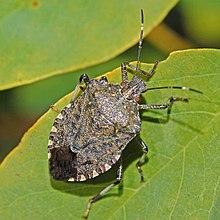 220px-Pentatomidae_-_Halyomorpha_halys-001.jpg
