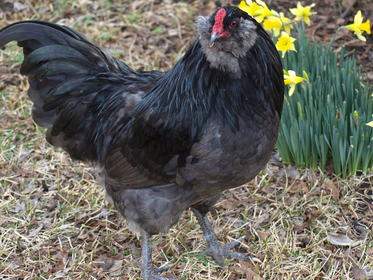 Ameraucana3.jpg