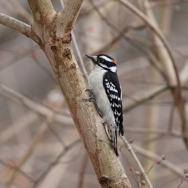 downy-woodpecker-6938550.jpg