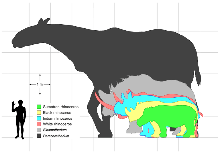 Paraceratherium resim 2.png