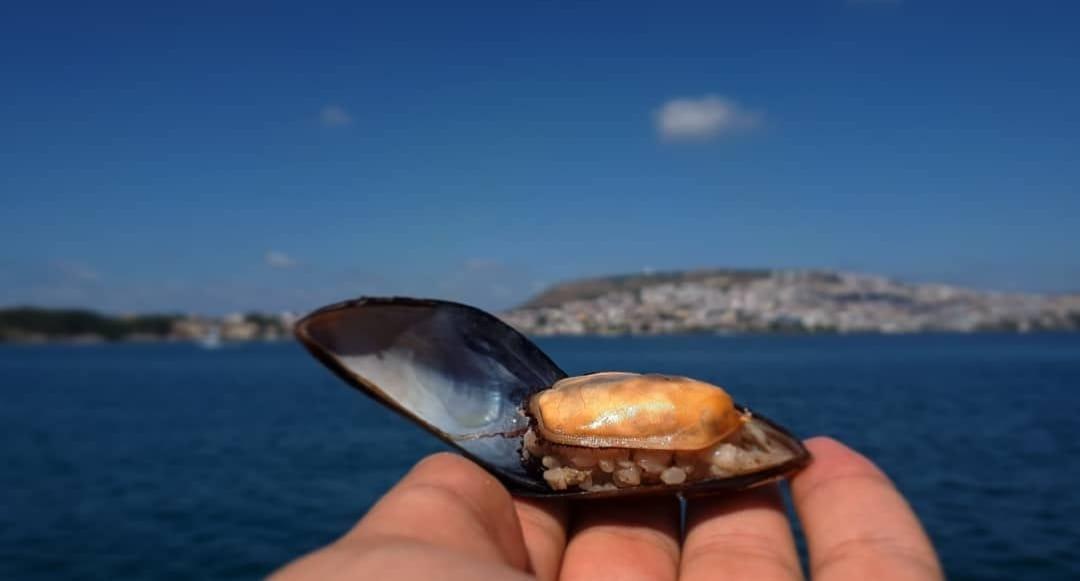 Midye Dolma