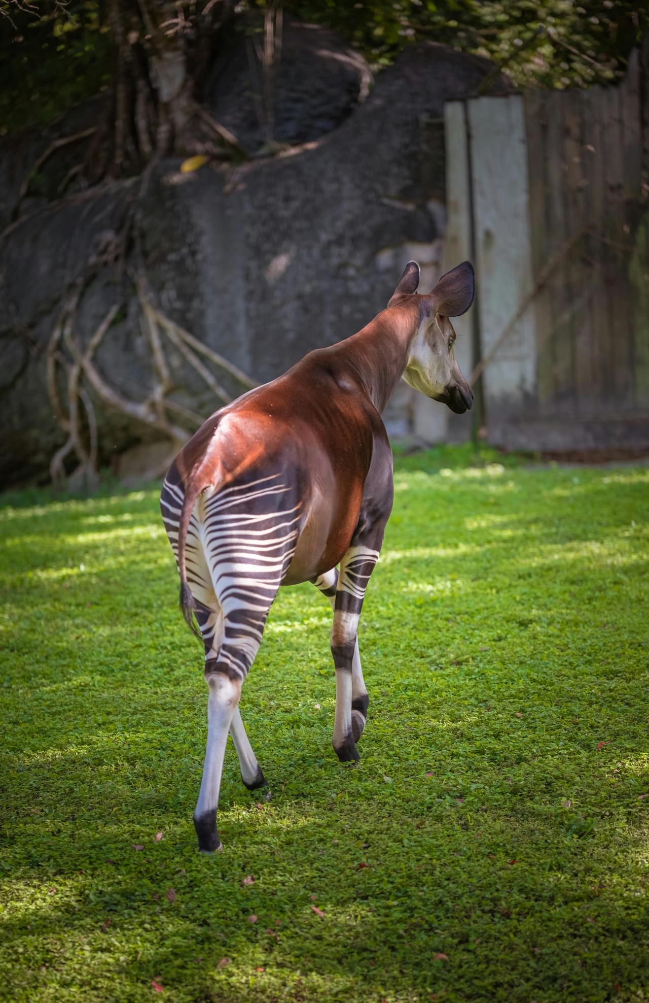 Okapi