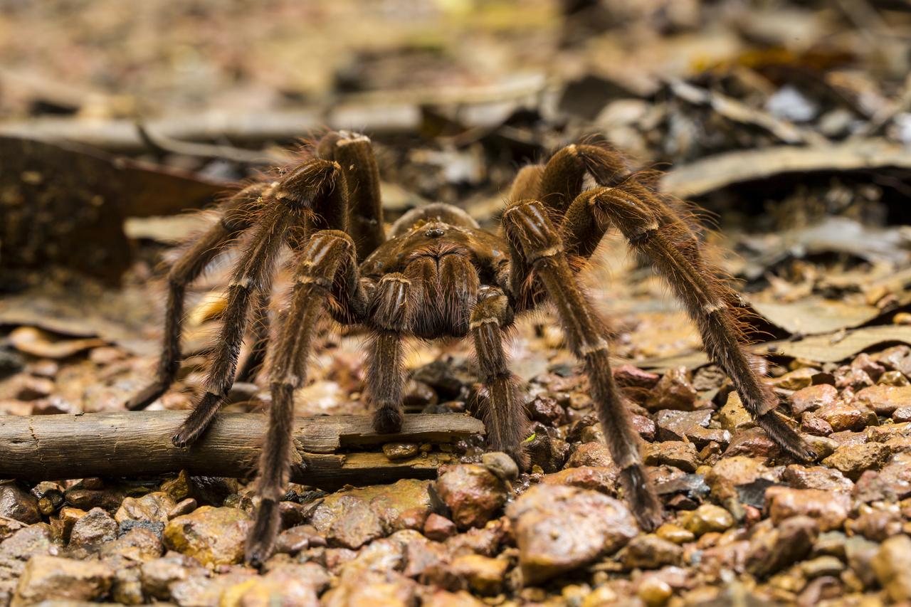 goliath-bird-eating-spider-theraphosa-blondi.jpg