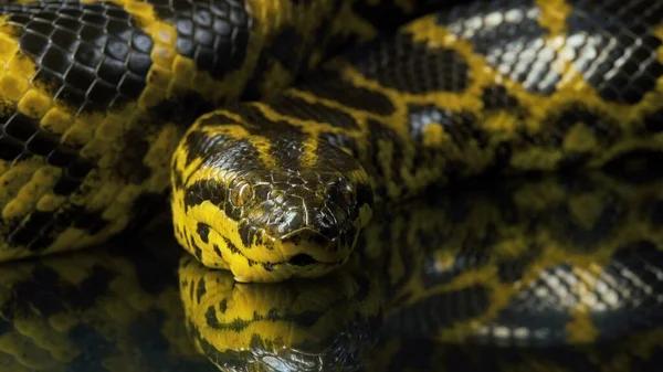 depositphotos_468654680-stock-photo-closeup-photo-of-yellow-boa.jpg