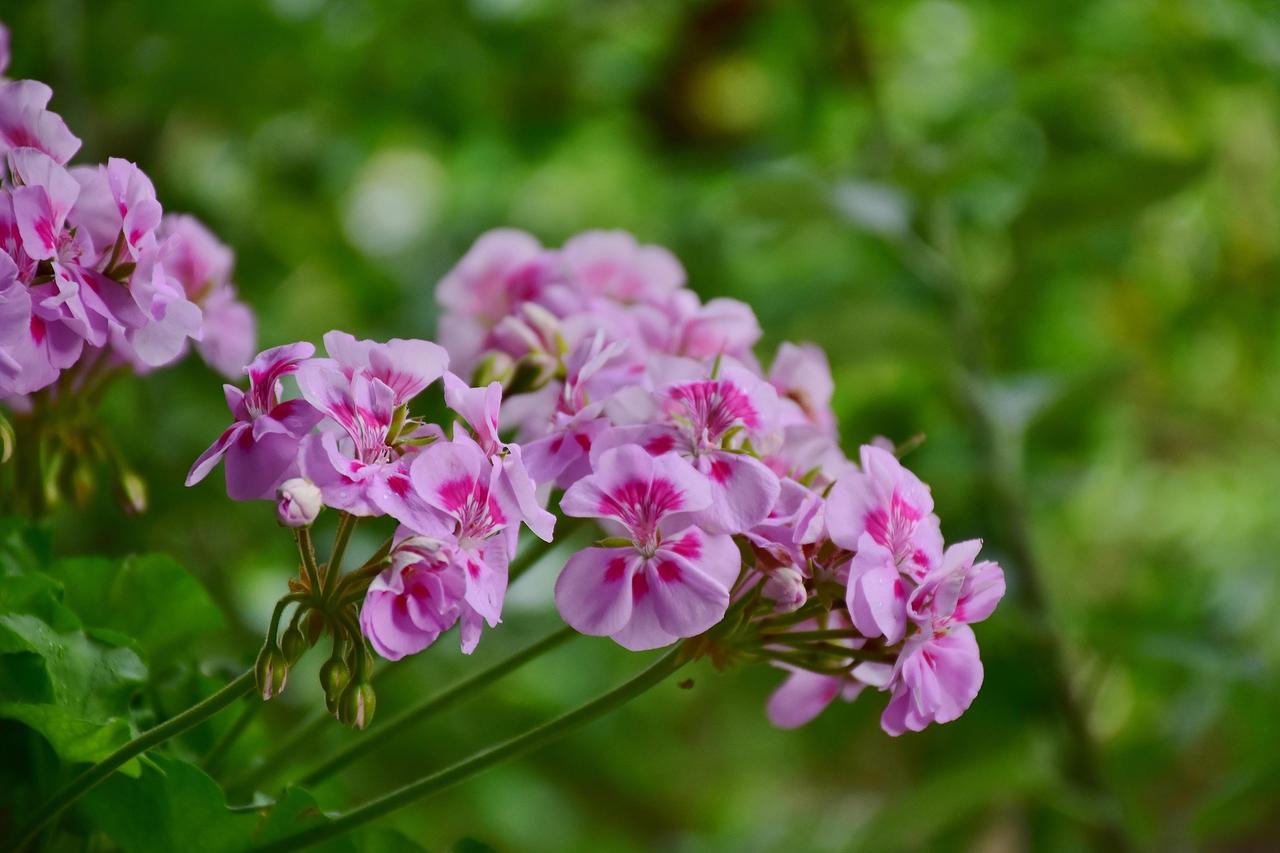 geraniums-2488057_1920.jpg