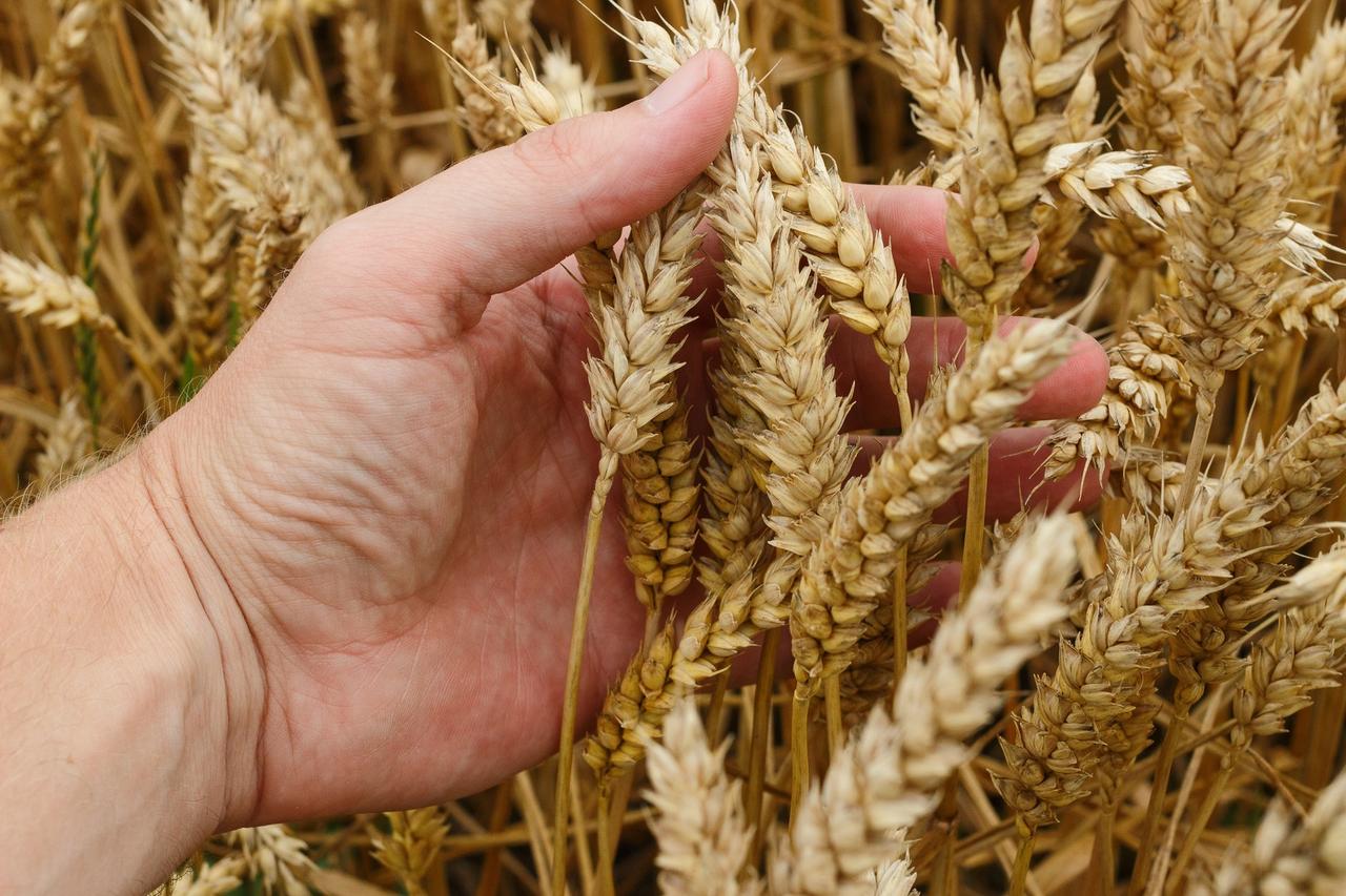 Buğday (Triticum spp.)