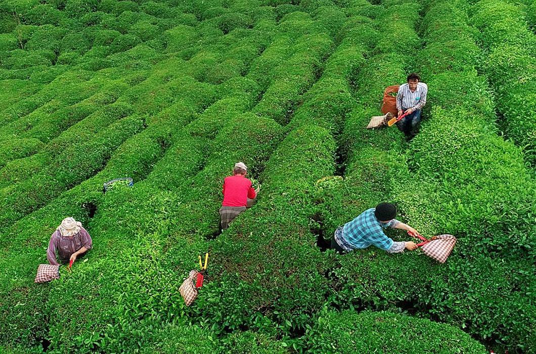 rize-cayi-min.jpg