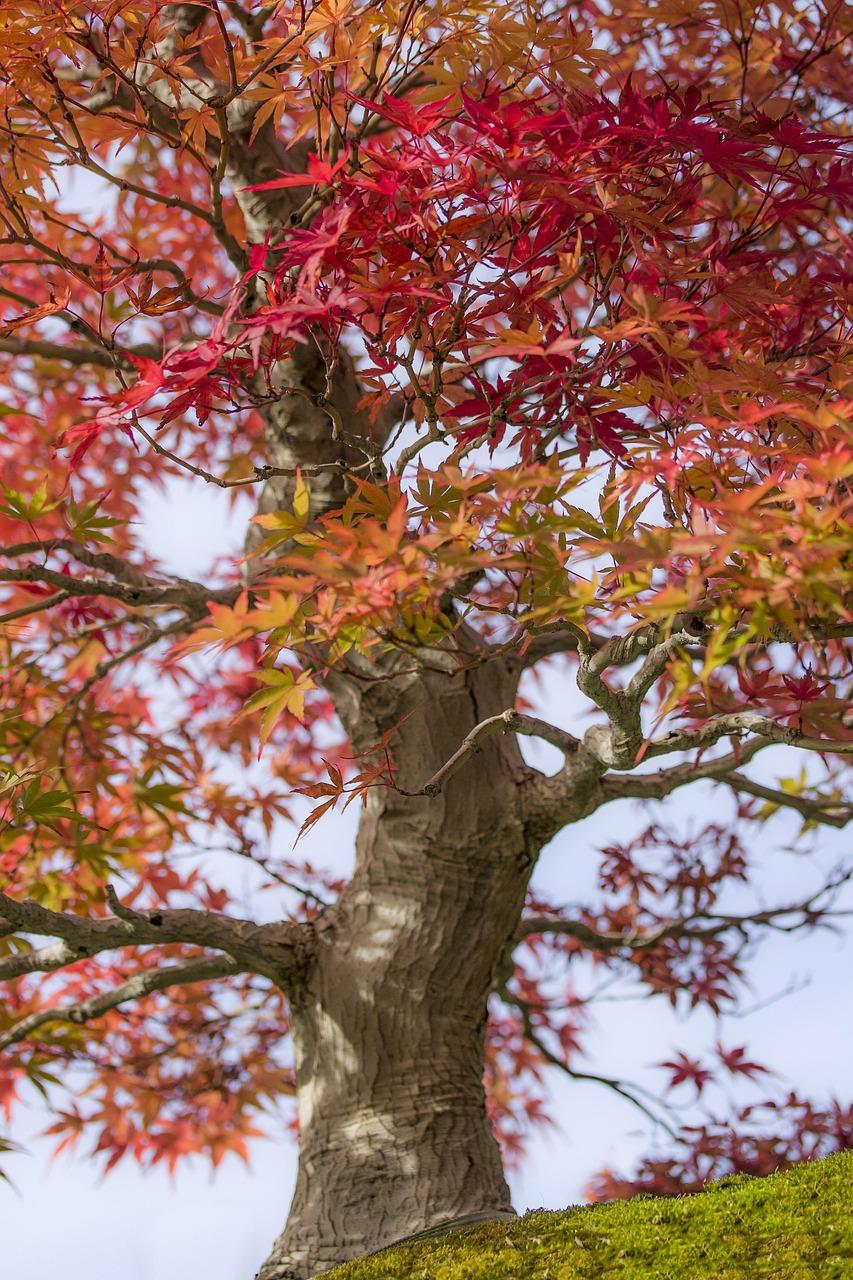 acer.jpg
