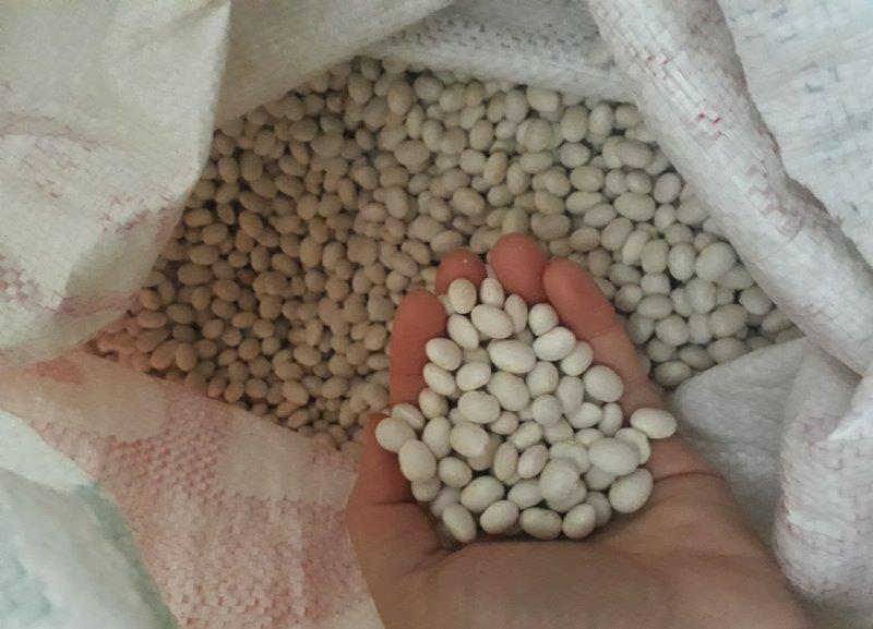 Derebucak Gembos Şeker Fasulyesi