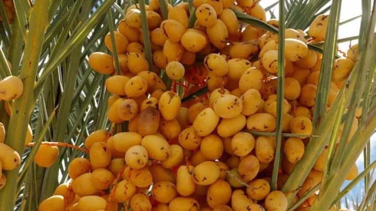 datca-hurmasi-12.webp