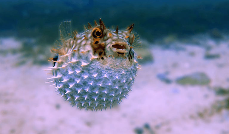 Balloon Fish | KÜRE Encyclopedia
