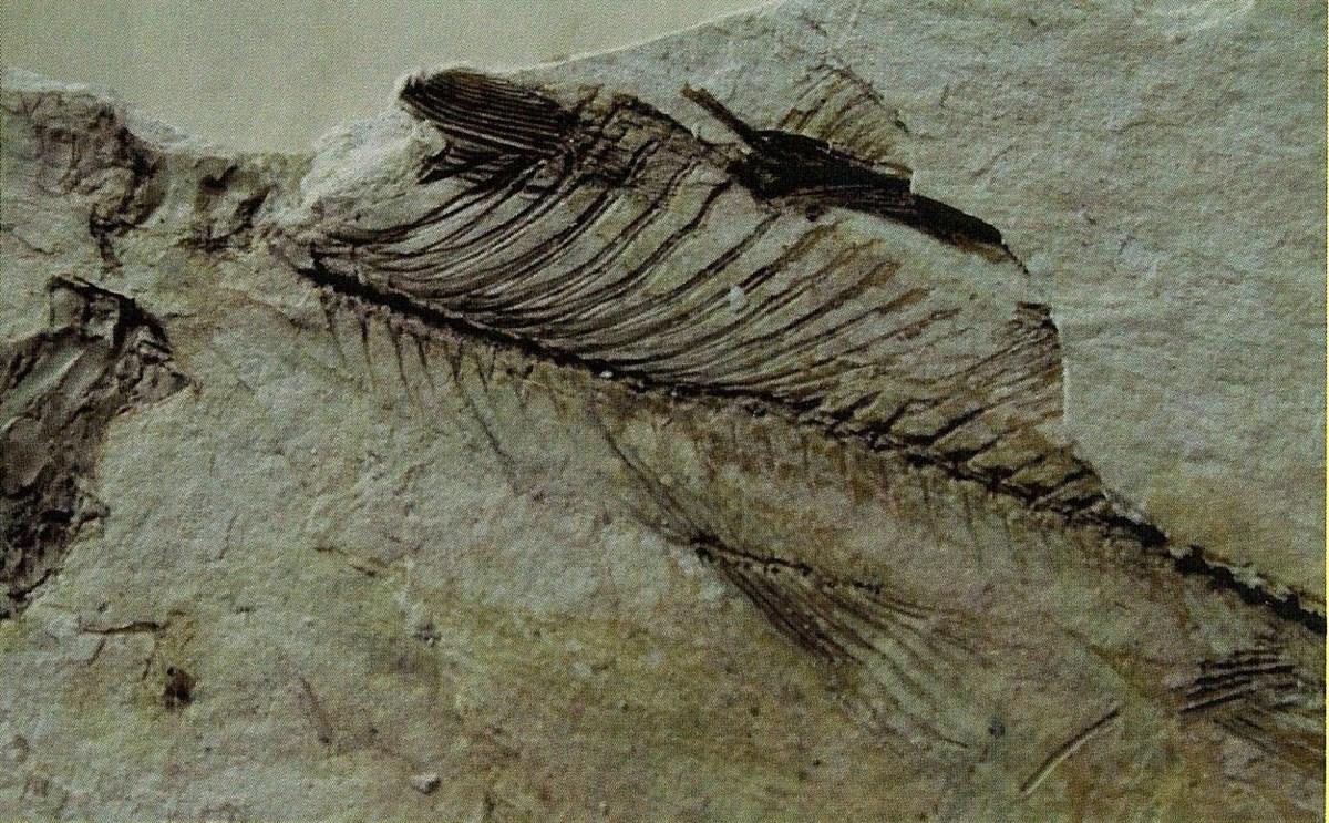 Beşkonak Fosil Yatakları Jeositi