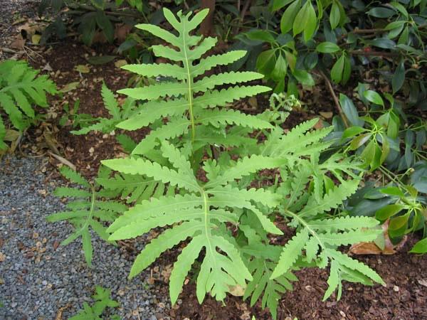 onoclea_sensibilis_lg.jpg