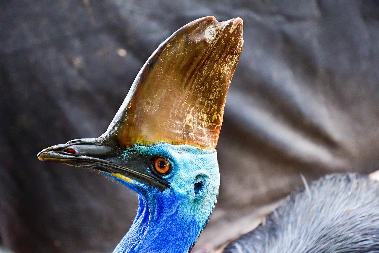 southern-cassowary-7575749_1280.jpg