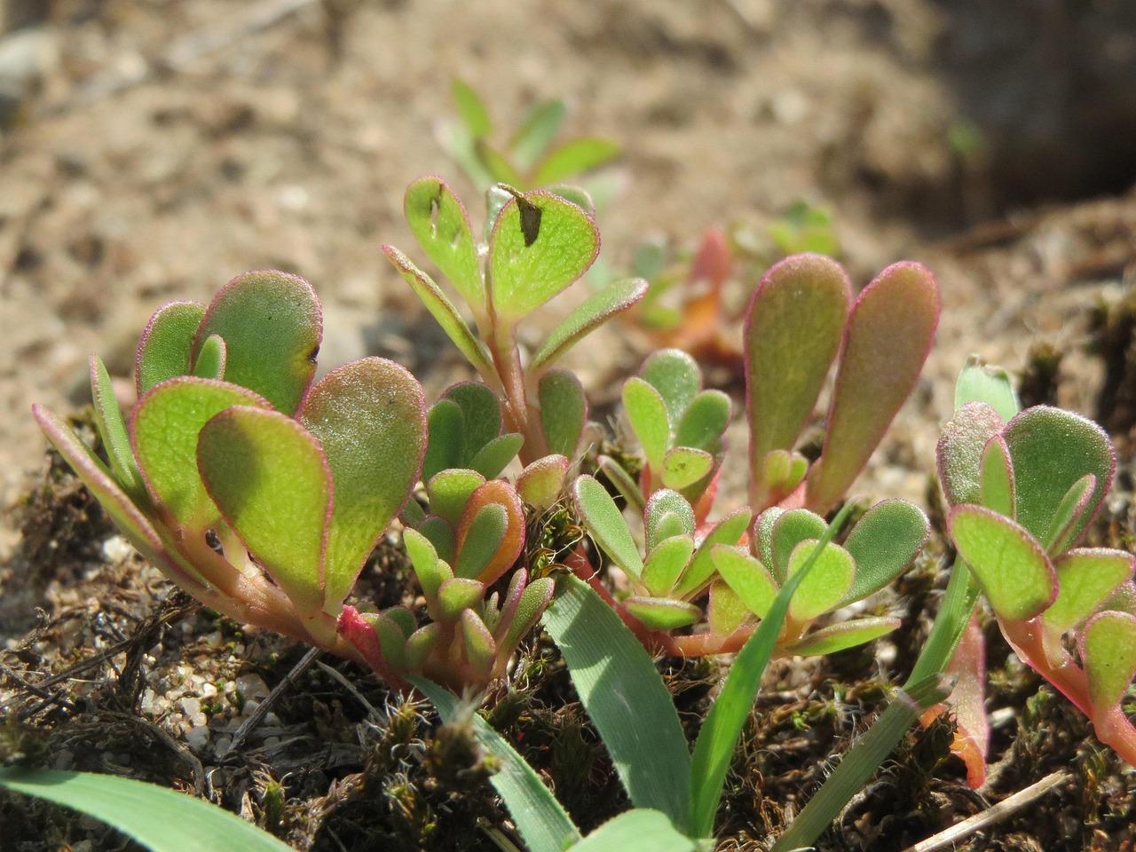 portulaca-oleracea-855543_1280.jpeg