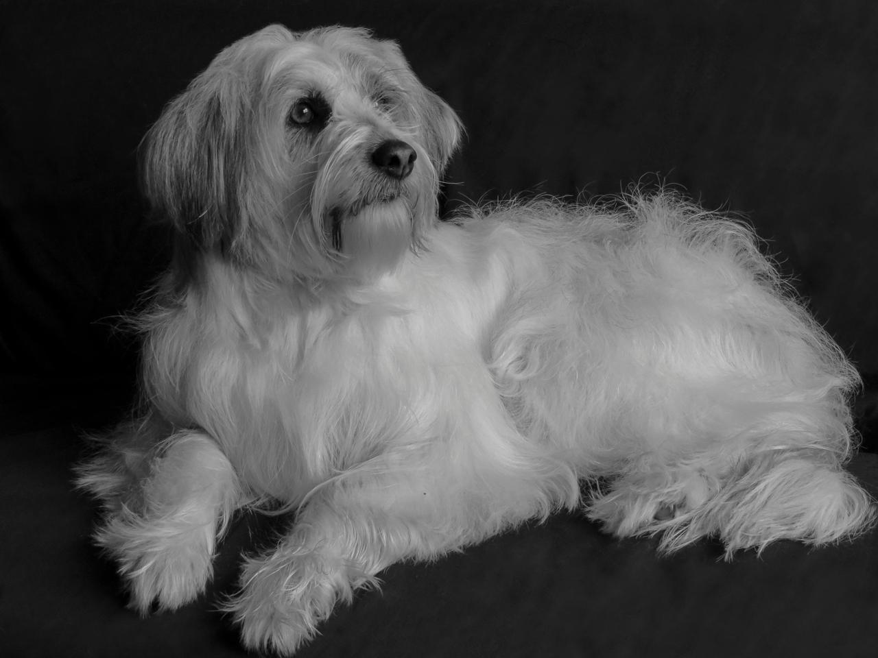 Havanese Köpeği