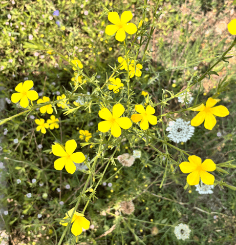 Sarı Keten Çiçeği (Linum flavum L.)