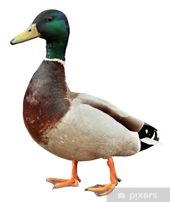 Ördek