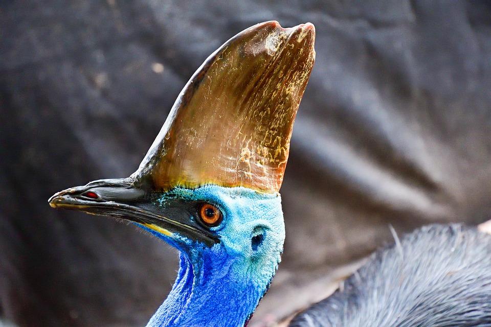 southern-cassowary-7575749_960_720.jpg