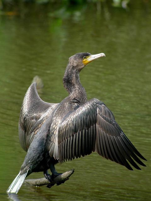 great-cormorant-1174083_640.jpg