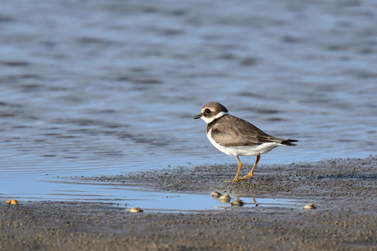 ringed-plover-5563083_1280.jpg