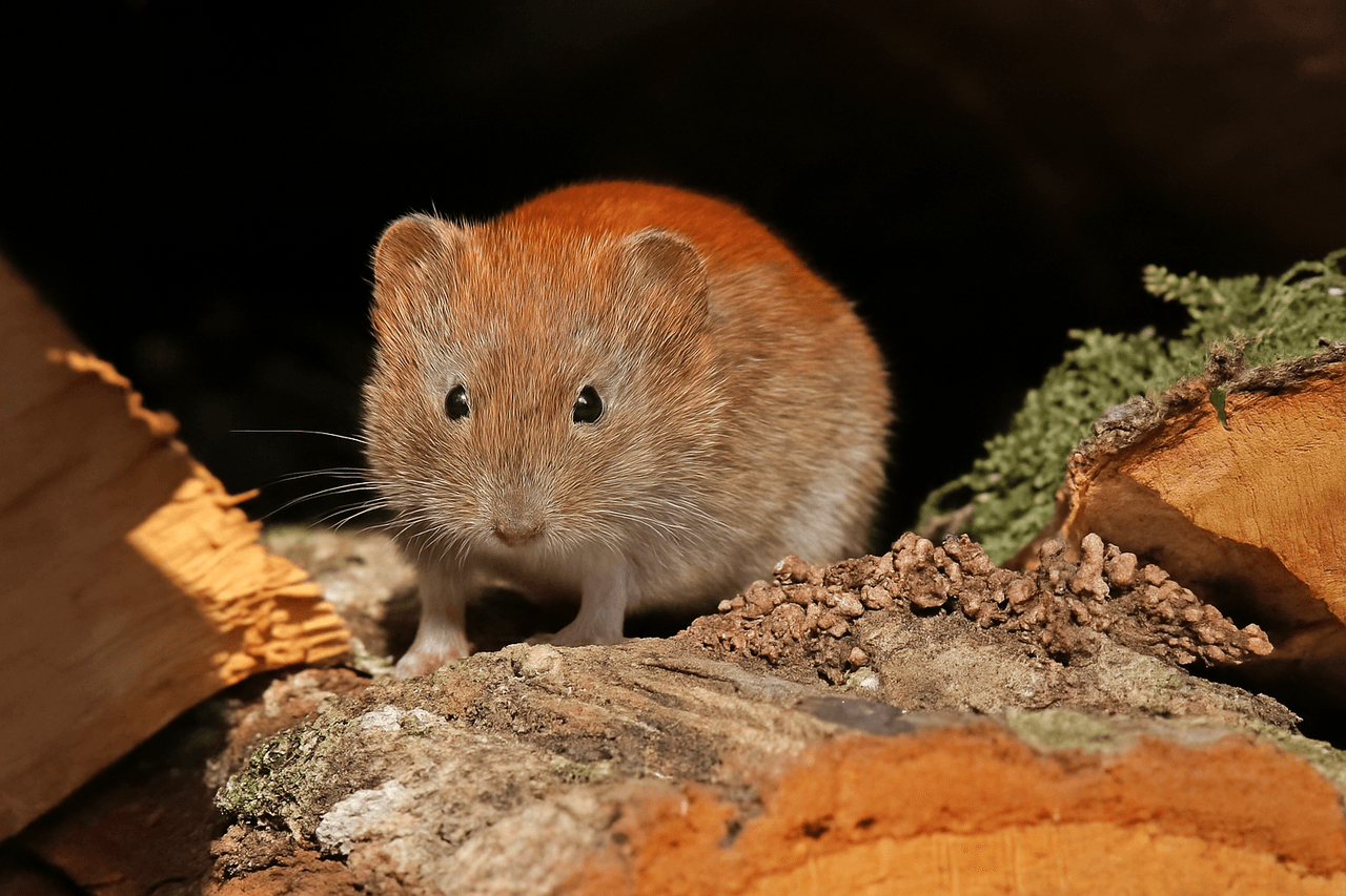 ChatGPT Image 20 Tem 2025 07_35_31.png