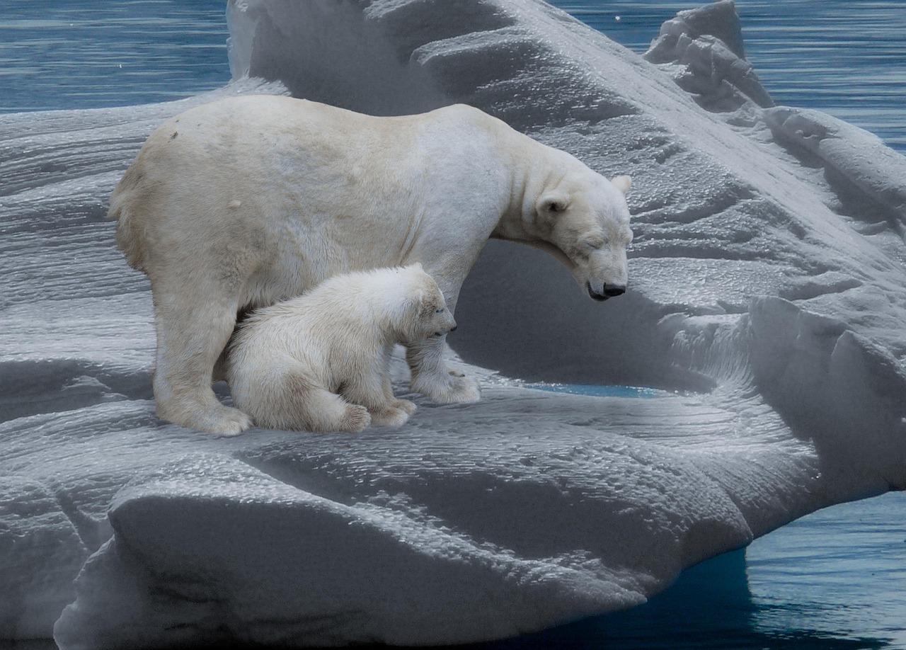 polar-bear-709682_1280.jpg