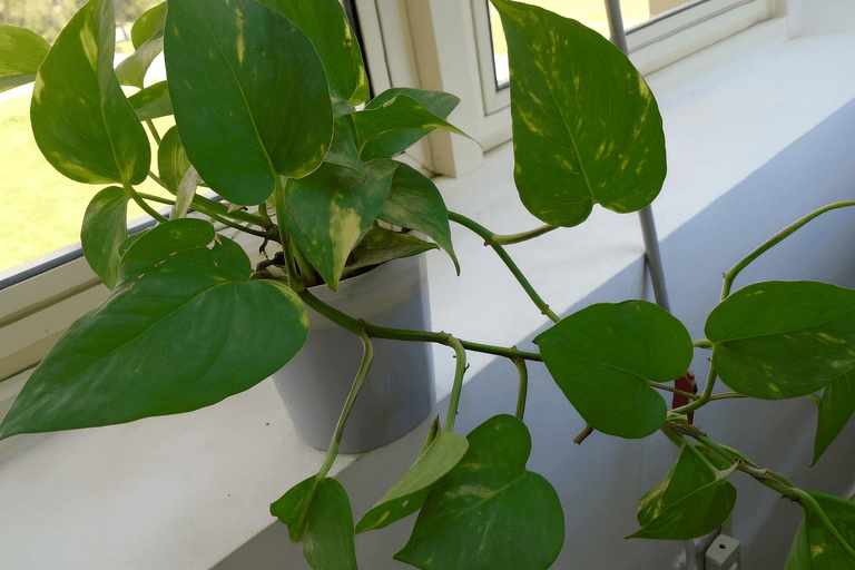 ChatGPT Image 5 Ağu 2025 15_00_34.png