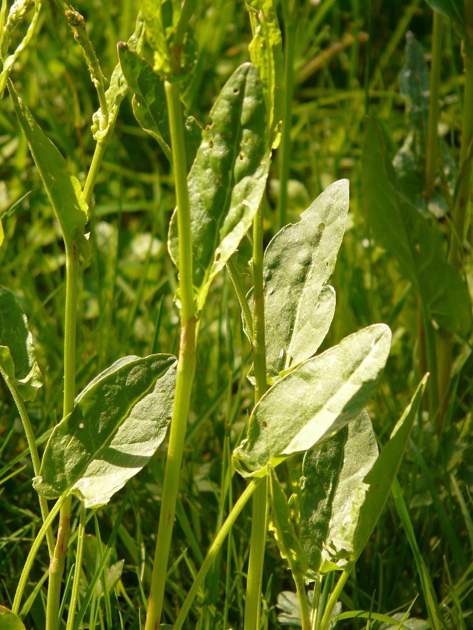 common-sorrel-54054_1280.jpg