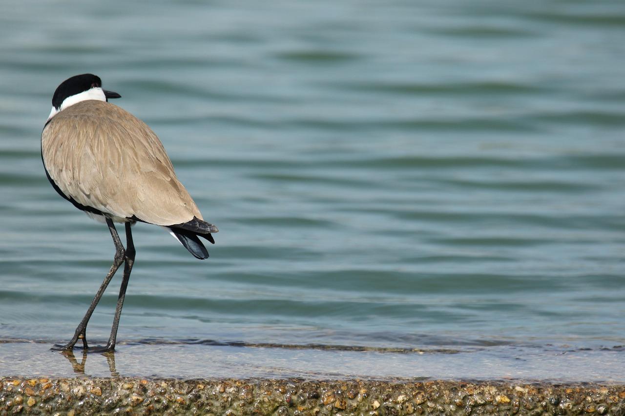 bird-4018410_1280.jpg