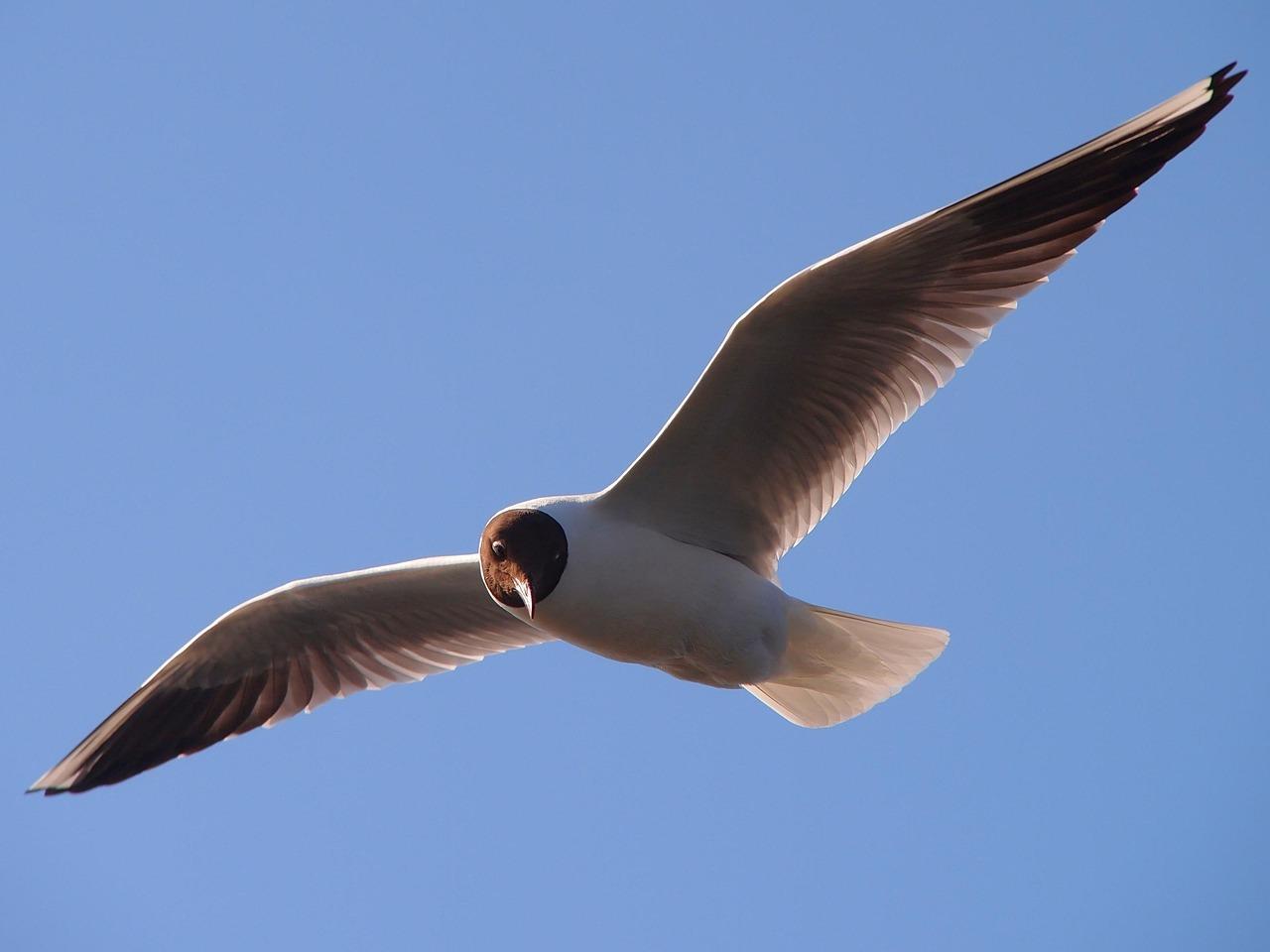 sea-gull-323390_1280.jpg