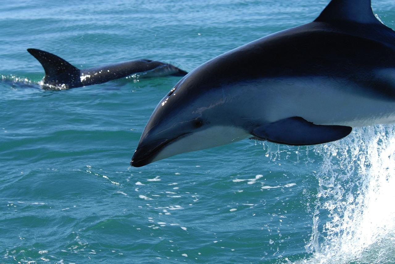 dusky-dolphin-79849_1280.jpg