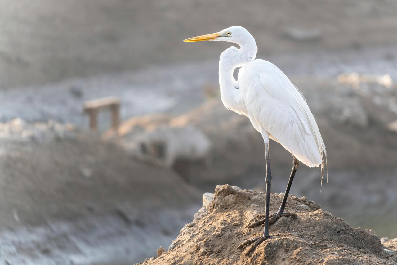 Büyük Ak Balıkçıl (Ardea alba)