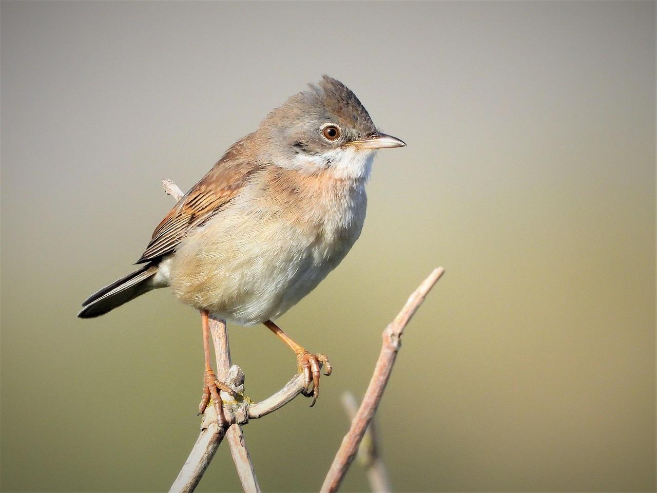 warbler-5216084_1280.jpg