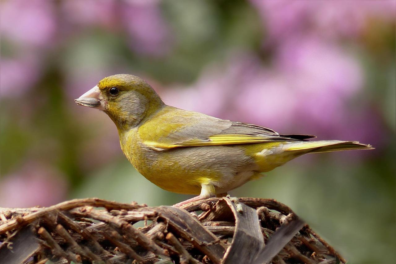 greenfinch-818185_1280.jpg