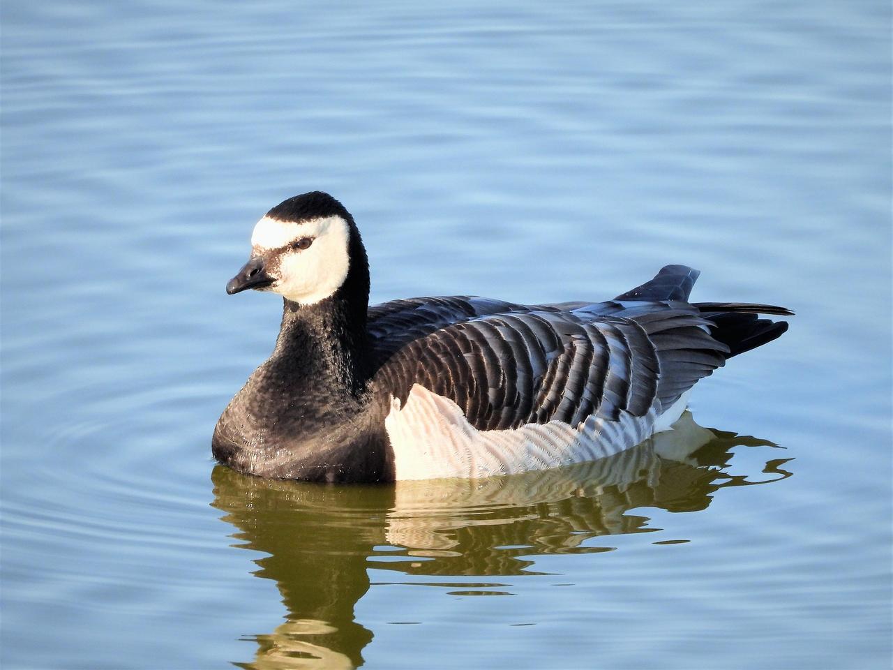 barnacle-goose-5267333_1920.jpg