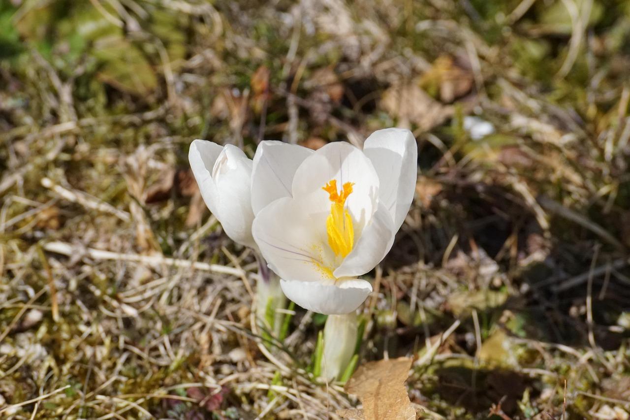 white-crocus-7064223_1280.jpg