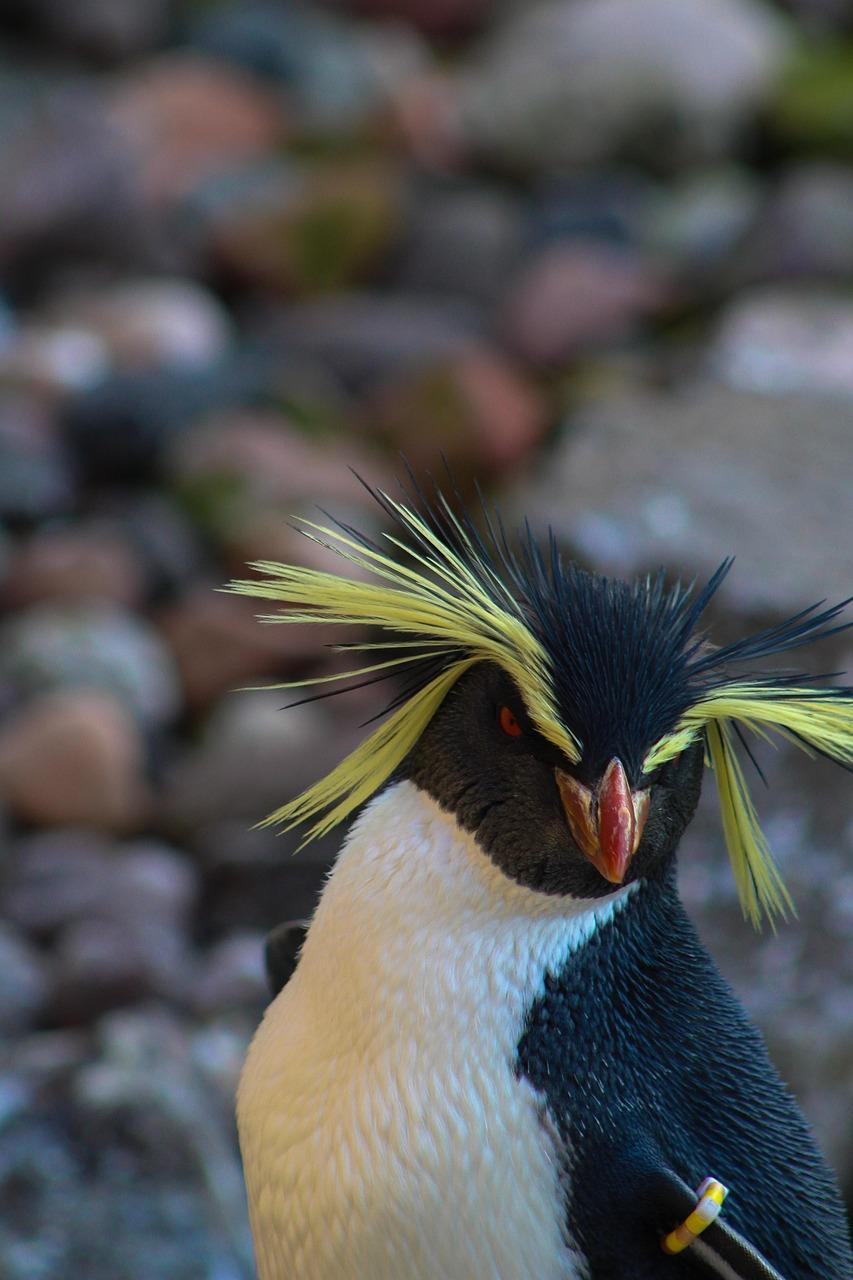 southern-rockhopper-penguin-7625174_1280.jpg