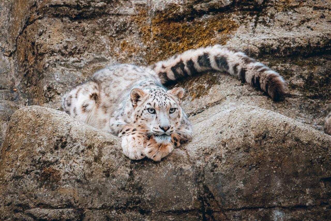Kar Leoparı