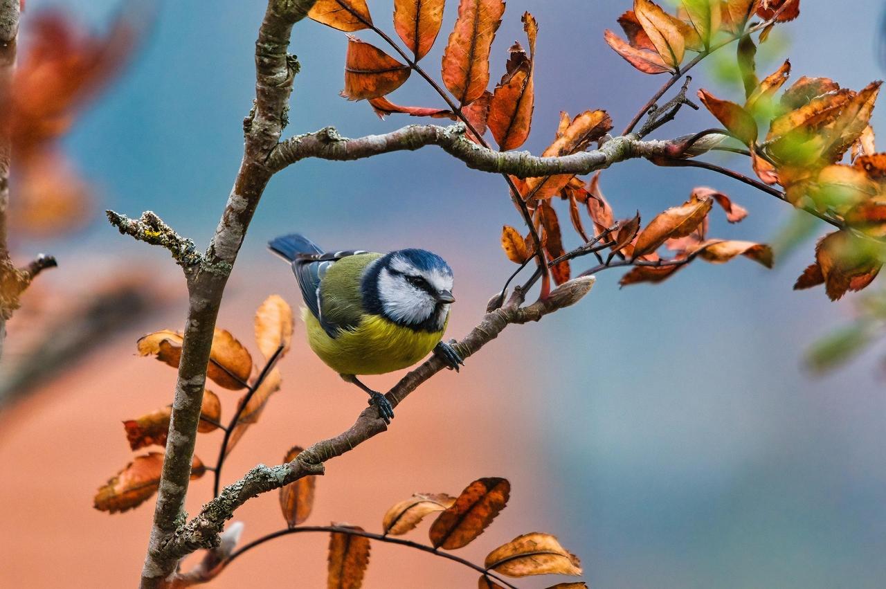 blue-tit-6908151_1920.jpg