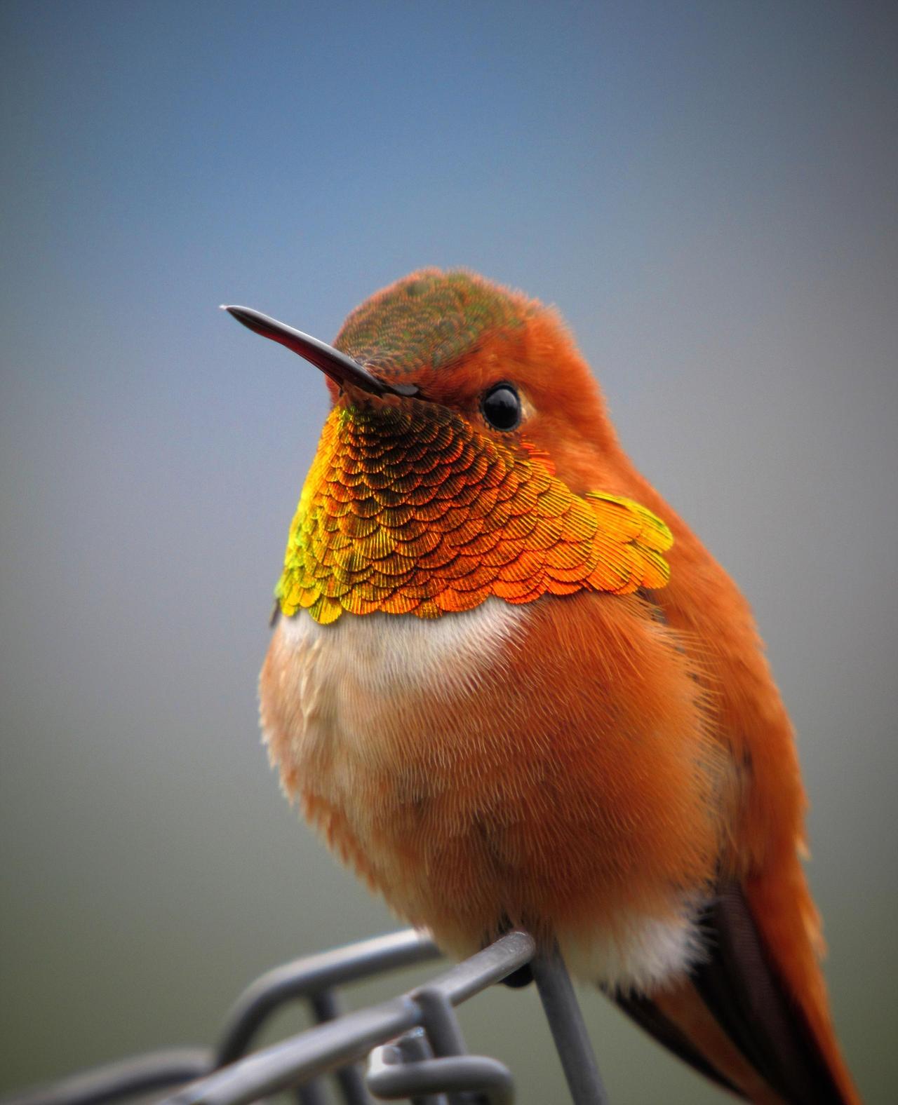 hummingbird-5111260_1920.jpg