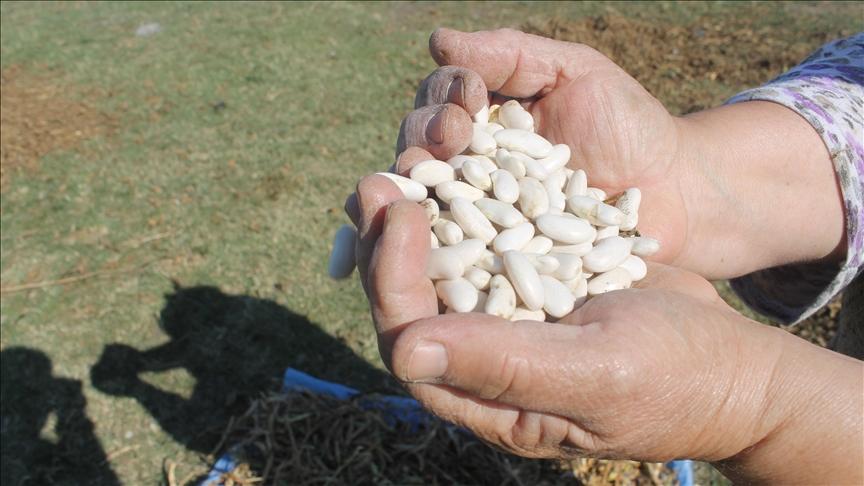 manyas fasulyee aa.jpg