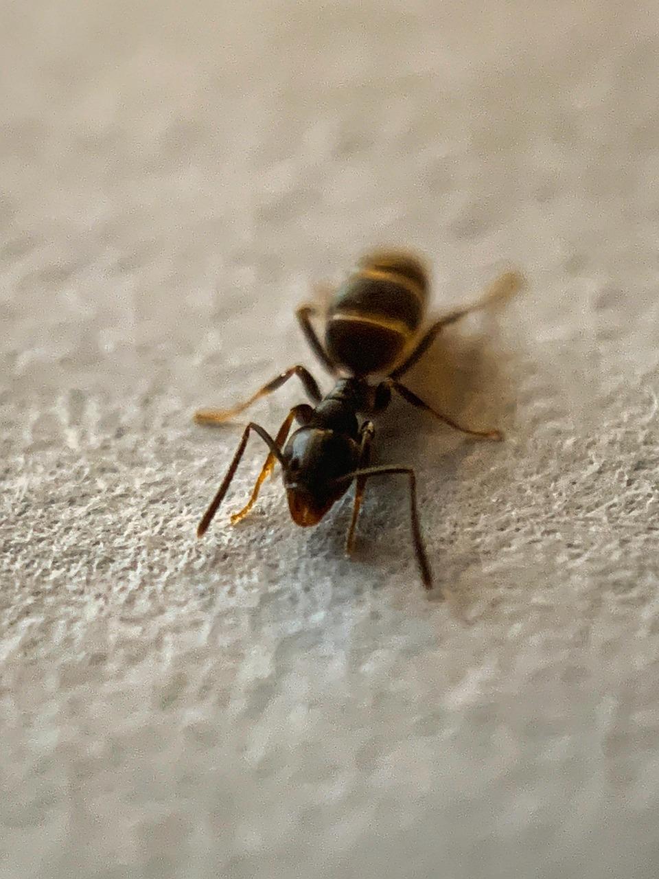 carpenter-ant-7112688_1280.jpg