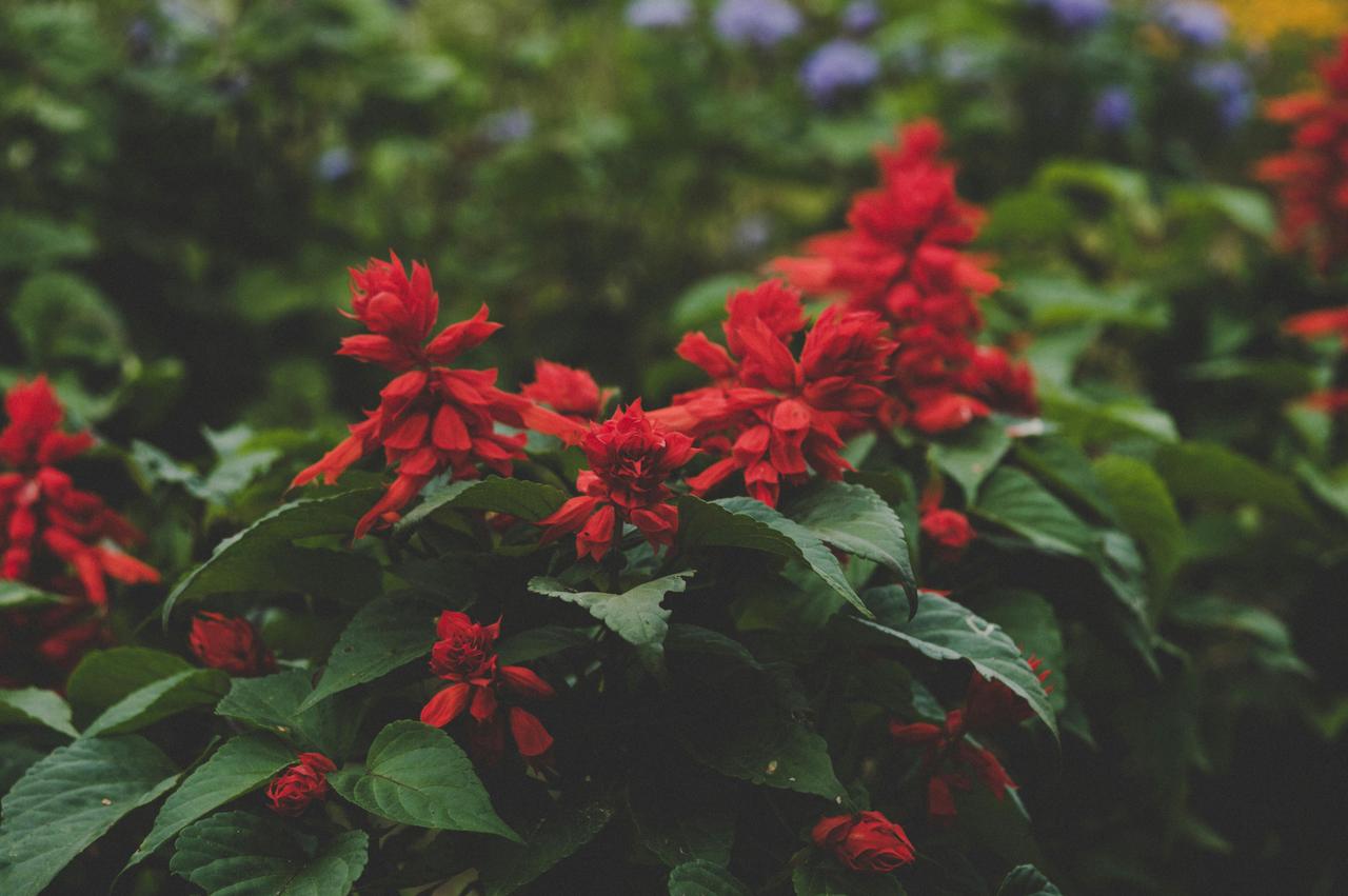 pexels-danielspase-768890.jpg