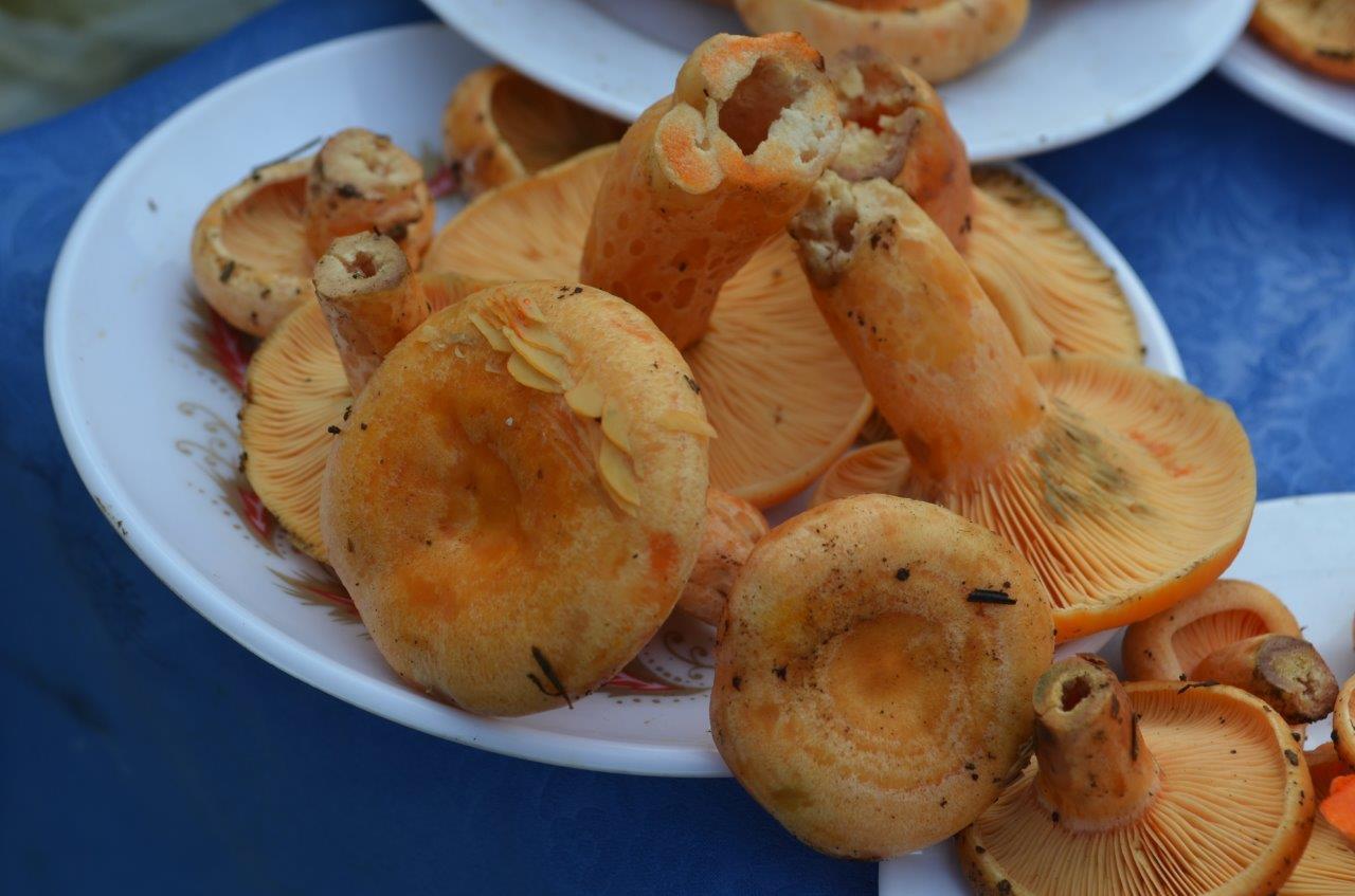 Bolu Kanlıca Mantarı