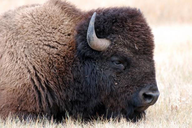 bison-buffalo-15013429981Rh.jpg