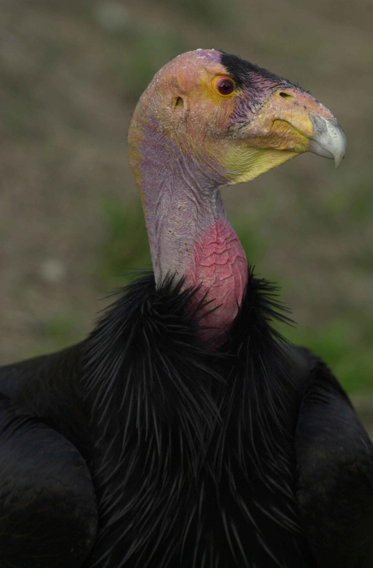 california-condor-face-head-gymnogyps-californianus.jpg