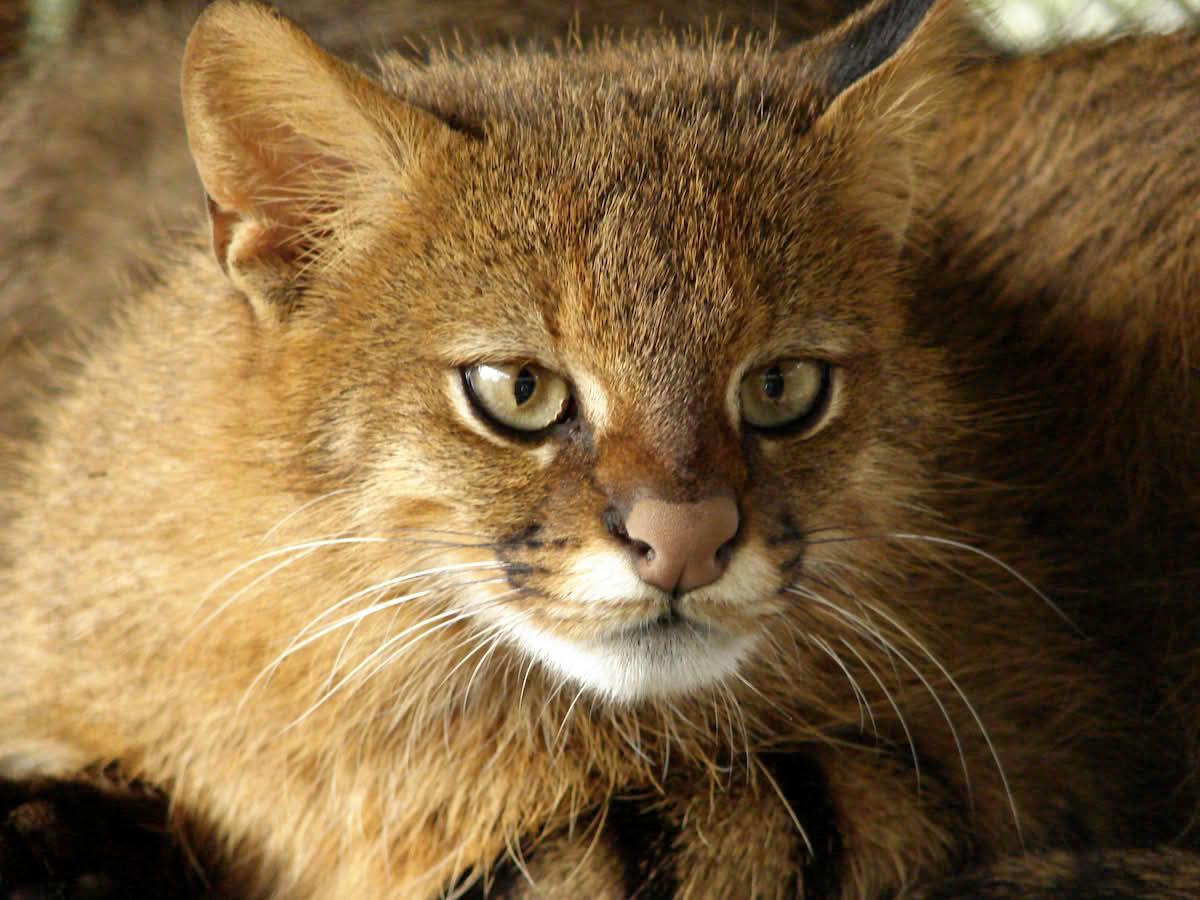 standard_compressed_pampaskatt.jpg