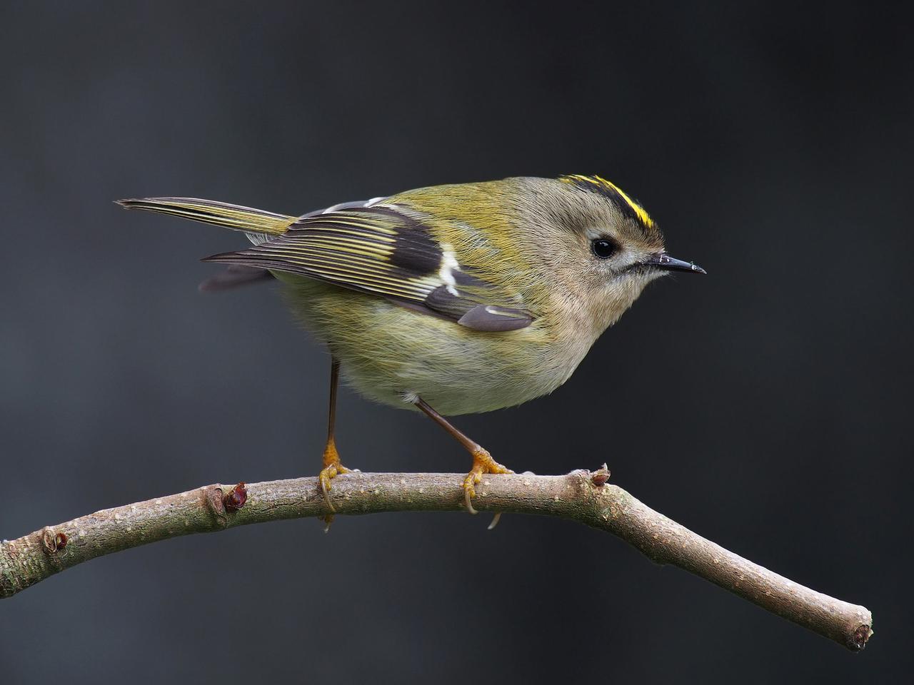 Bayağı Çalı Kuşu (Regulus regulus)